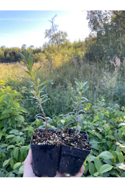 Обліпиха звичайна Дора - саджанці Р9